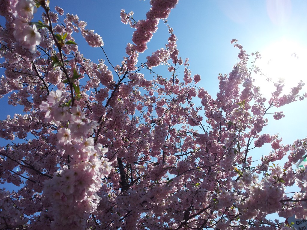 Kirschblüten in Hamburg, Farmsen-Berne. Foto: Michael Schock