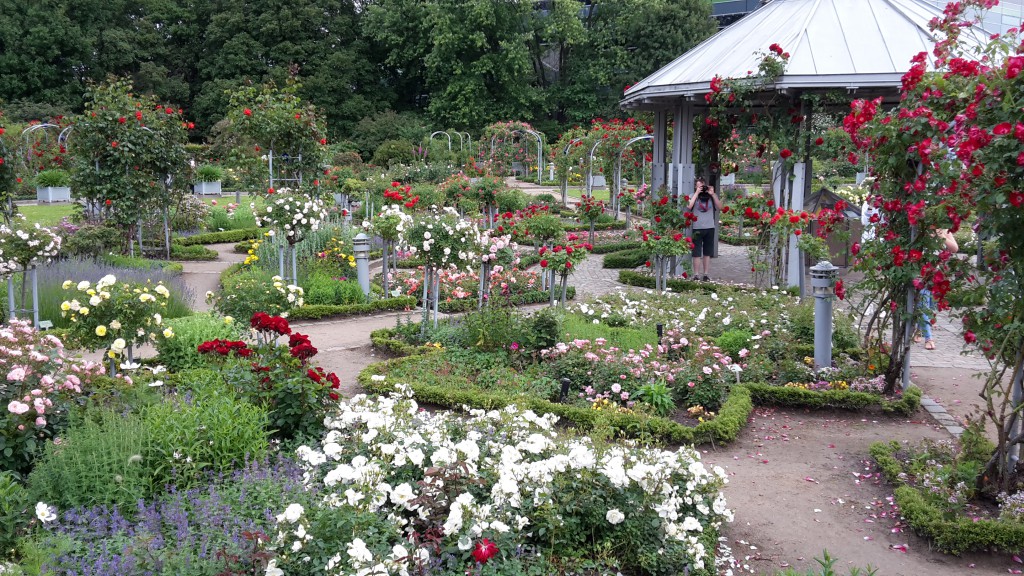 Warum so viele Paare im Rosengarten des Planten un Blomen Hochzeitsfotos machen? Bilder mit Blumen drauf brennen nach der Scheidung besser! (Foto: Michael Schock)